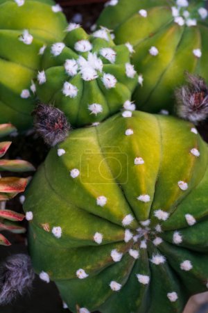 Photo for Green cactus balls background close up - Royalty Free Image