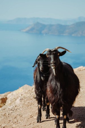 Téléchargez les photos : Chèvres de montagne devant la mer - en image libre de droit