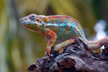 Photo for The panther chameleon (Furcifer pardalis) on a tree branch - Royalty Free Image