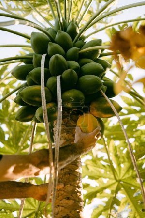 Photo for Picking papaya fruit in Sinaloa Mexico - Royalty Free Image