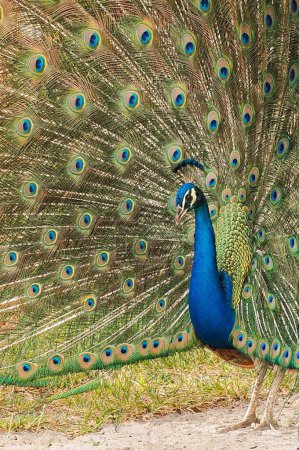 Photo for Beautiful spread of a peacock with feathers - Royalty Free Image