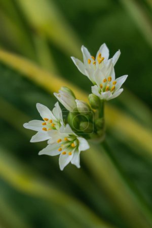 Photo for Inflorescence of white Allium zebdanense wild onion flowers close up - Royalty Free Image