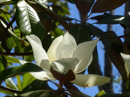 Una enorme flor de magnolia blanca en una rama