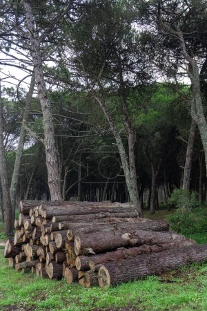 Téléchargez les photos : Troncs de conifères abattus empilés dans la forêt - en image libre de droit
