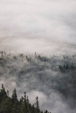 Téléchargez les photos : Forêt de pins perdue dans le brouillard épais et la brume tourbillonnante dans les bois du Maine - en image libre de droit