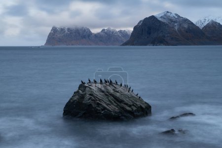 Foto de Colonia de aves cormoranes se sientan en una gran roca costera en Nappstraumen, Islas Lofoten, Noruega - Imagen libre de derechos