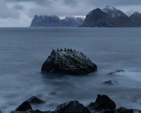 Foto de Colonia de aves cormoranes se sientan en una gran roca costera en Nappstraumen, Islas Lofoten, Noruega - Imagen libre de derechos
