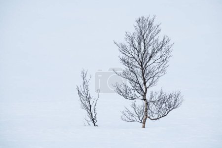 Foto de Abedules de montaña de invierno en el paisaje nevado, Senja, Noruega - Imagen libre de derechos