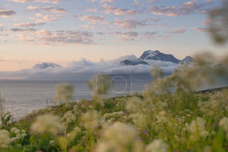 Téléchargez les photos : Vue à travers les fleurs sauvages estivales vers les montagnes couvertes de brume de Vestvgy, îles Lofoten, Norvège - en image libre de droit