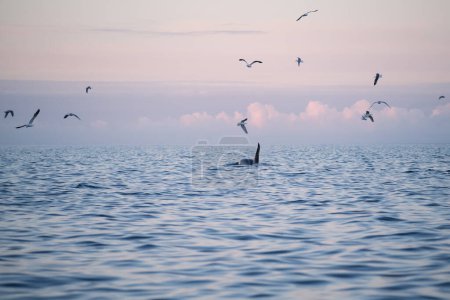 Photo for Killer whale - orca (Orcinus orca), Lofoten Islands, Norway - Royalty Free Image