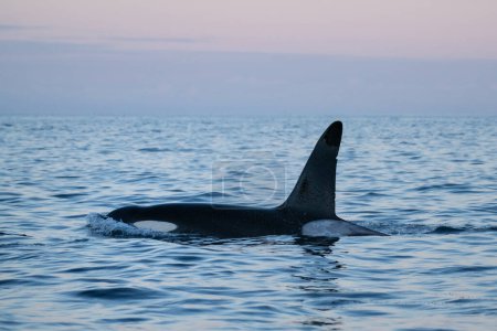 Männlicher Schwertwal - Orca (Orcinus orca), Lofoten, Norwegen