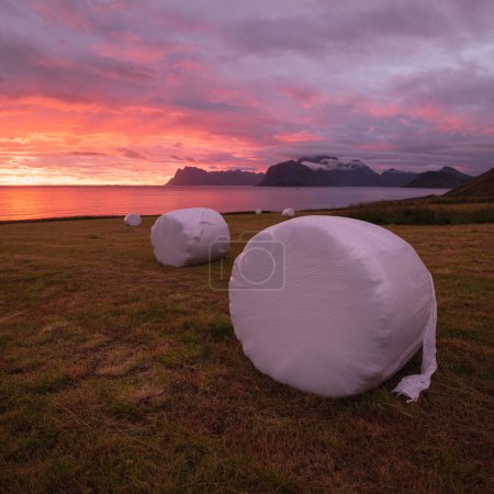Téléchargez les photos : Balles de foin enveloppées dans un champ côtier sous un ciel ensoleillé coloré d'été à minuit, Flakstady, Îles Lofoten, Norvège - en image libre de droit