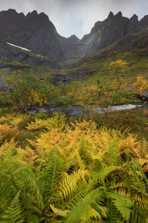 Téléchargez les photos : Fougères d'automne vertes et jaunes sous les sommets montagneux, Flakstady, Îles Lofoten, Norvège - en image libre de droit