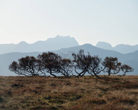 Téléchargez les photos : Petit bosquet de bouleaux de montagne tordus en automne, Vestvgy, Îles Lofoten, Norvège - en image libre de droit