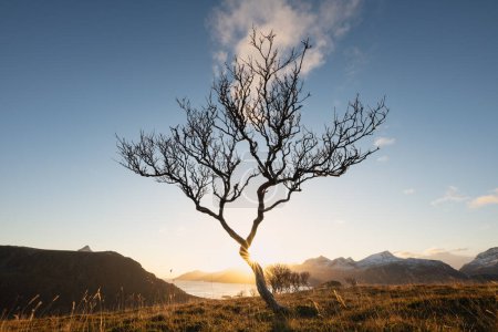 Téléchargez les photos : Bouleau de montagne sans feuilles à la fin de l'automne coucher de soleil, Vestvgy, Îles Lofoten, Norvège - en image libre de droit