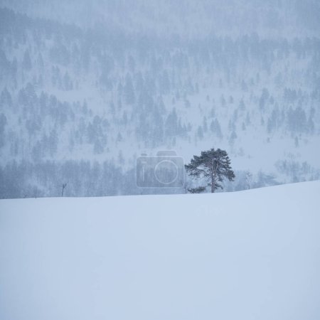 Téléchargez les photos : Paysage hivernal de montagne, Senja, Norvège - en image libre de droit