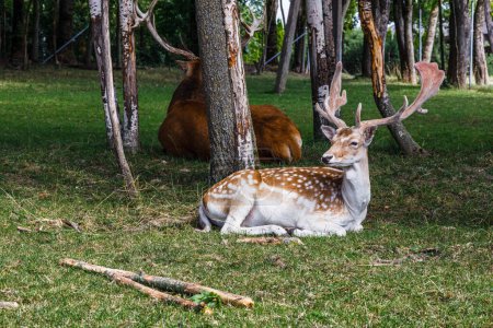 Téléchargez les photos : Close-up of a deer in a field. Wild animal in the summer nature. - en image libre de droit