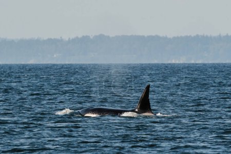 Side view of transient killer whale T037A2, Inky, in the Salish Sea