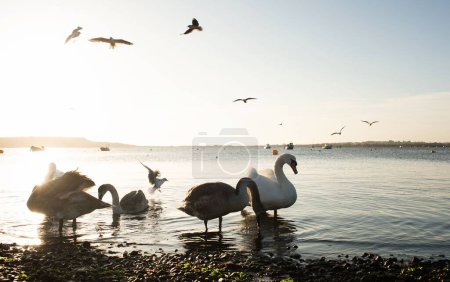 Foto de Hermosos cisnes y letreros ingleses en el mar al atardecer - Imagen libre de derechos