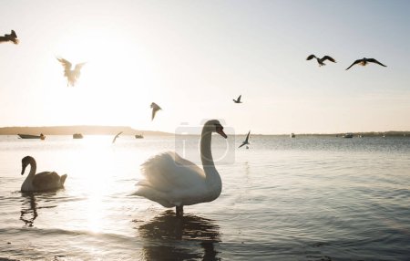 Téléchargez les photos : Beaux cygnes anglais au coucher du soleil dans la mer - en image libre de droit