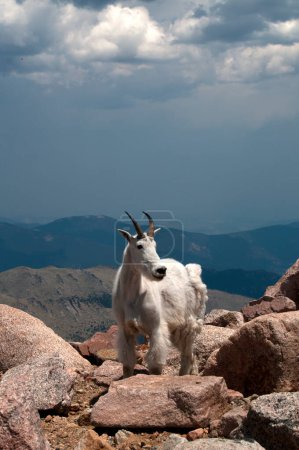 Foto de Cabra de montaña mirando hacia los lados sobre rocas - Imagen libre de derechos