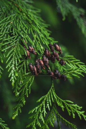 Foto de Detalle del árbol de cedro, Pacífico Noroeste - Imagen libre de derechos