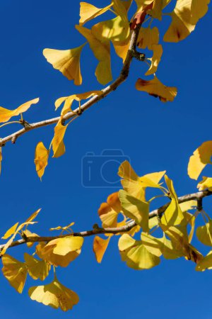 Foto de Ramas de árboles Ginkgo con hojas amarillas otoñales - Imagen libre de derechos