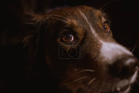 Foto de Hocico de perro sobre fondo oscuro a poca profundidad de campo - Imagen libre de derechos