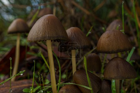 Photo for Macro close-up of a group of brown mushrooms, Parasola conopilea on green grassy ground with dewdrops - Royalty Free Image