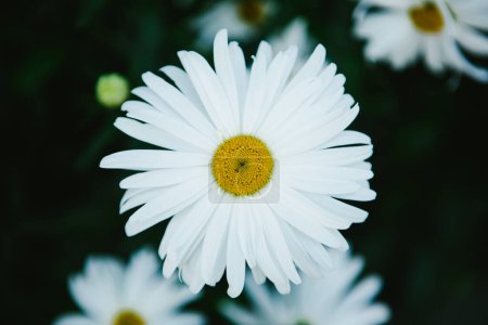 Foto de Primer plano de margarita blanca con centro amarillo y otras flores - Imagen libre de derechos