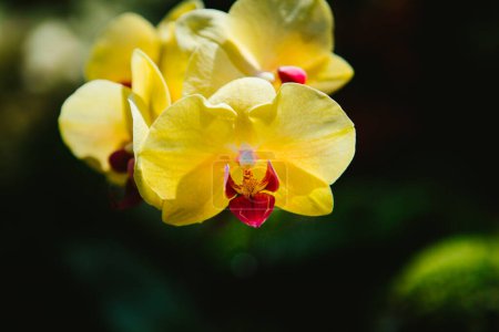 Foto de Orquídea amarilla y rosa a la luz del sol en bosque tropical - Imagen libre de derechos