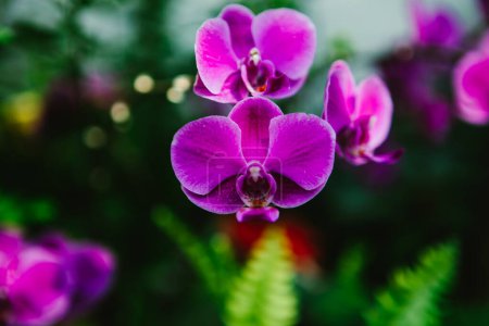 Foto de Orquídeas púrpuras con hojas verdes y bokeh en jardín botánico - Imagen libre de derechos