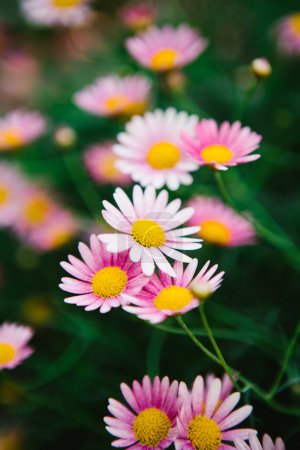 Photo for Pink and white daisies with yellow center in garden life - Royalty Free Image