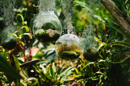 Photo for Mini gardens inside glass balls in botanical garden - Royalty Free Image
