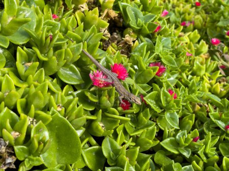 Photo for The little lizard in the baby sun-rose shrubs. - Royalty Free Image