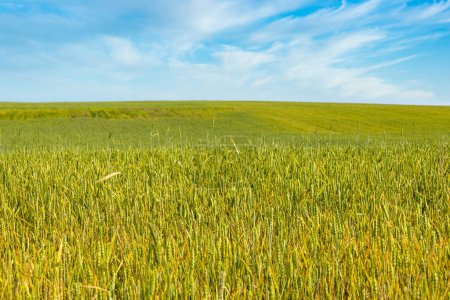 Foto de Wheat ears agricultural harvest field. Rural landscape under shining sunlight and blue sky. - Imagen libre de derechos