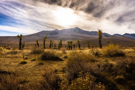 Téléchargez les photos : Desert mountain view with trees in the background - en image libre de droit