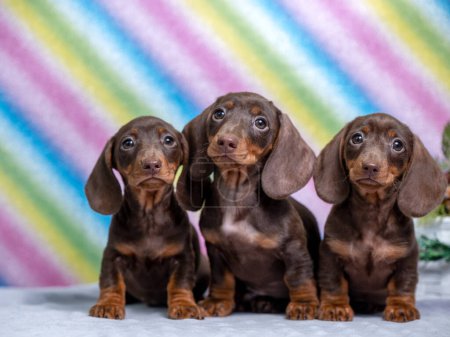 Photo for Three chocolate dachshund puppy closeup portrait - Royalty Free Image
