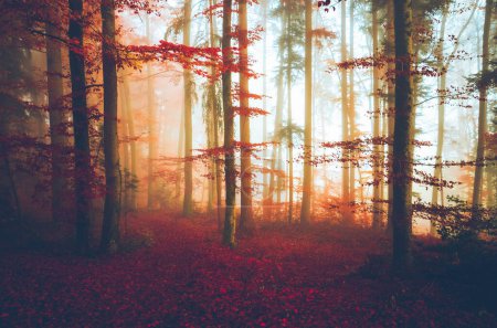 Téléchargez les photos : Mystic foggy in the forest - en image libre de droit