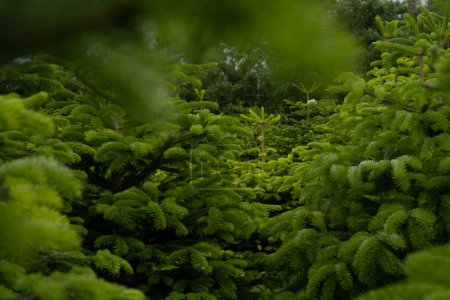 Foto de Open Air Farm With Biological Christmas Tree Plantation - Imagen libre de derechos