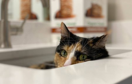 Téléchargez les photos : Green eyed calico cat hiding in bathroom sink. - en image libre de droit