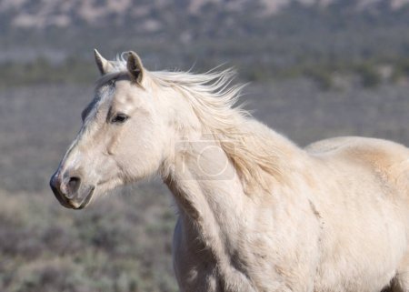 Photo for Palomino horse trots across field. - Royalty Free Image