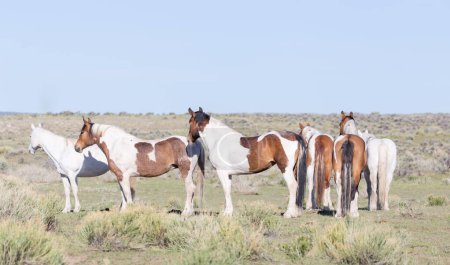 Téléchargez les photos : Ranch horses standing in field. - en image libre de droit