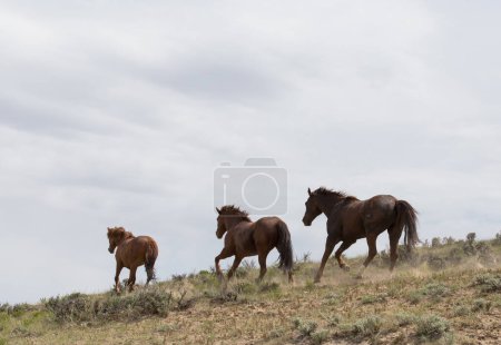 Foto de Three horses running along hillside. - Imagen libre de derechos