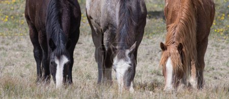 Téléchargez les photos : A trio of ranch horses graze together. - en image libre de droit