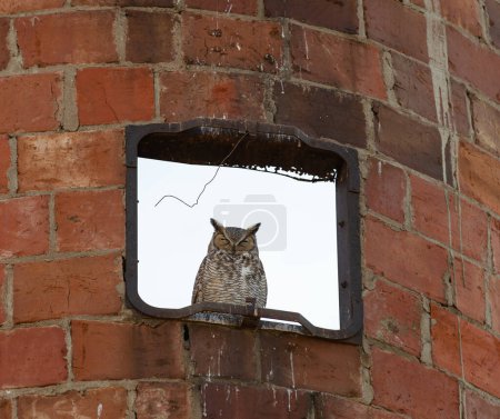 Foto de Great Horned Owl naps in red silo. - Imagen libre de derechos