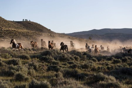 Téléchargez les photos : Horses running home to ranch. - en image libre de droit