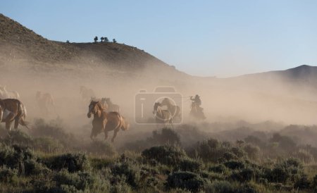 Photo for Wrangler rounds up horses in Wyoming. - Royalty Free Image