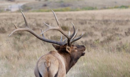 Photo for Bull elk bugles in the Rocky Mountains. - Royalty Free Image