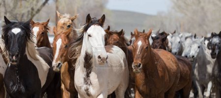 Téléchargez les photos : Ranch horses run down the street of Maybell. - en image libre de droit